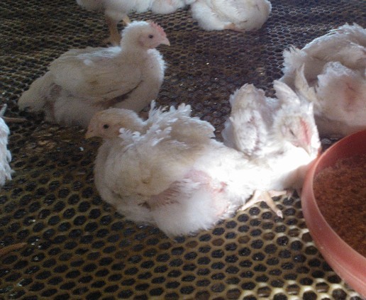 �A(y��)���ί��ټ�θ�׵���Чˎ---�����c��